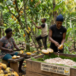 Cocoa farmers in Ghana harvesting cocoa pods amid payment delays affecting production
