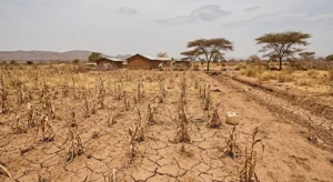 Dry farmland in Kenya during drought