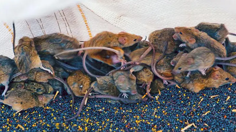 Fields overrun as thousands of mice devour newly planted seeds. Photo: ABC/Chris Lewis