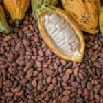 Ghana cocoa