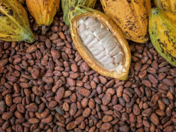 Ghana cocoa