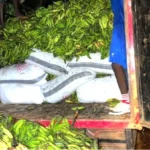 NER: 2 Arrested as 118 Bags of Cocoa Are Hidden Under Plantains