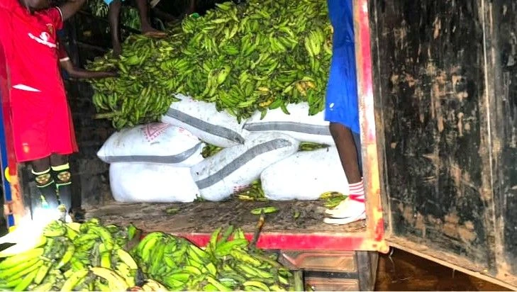 NER: 2 Arrested as 118 Bags of Cocoa Are Hidden Under Plantains