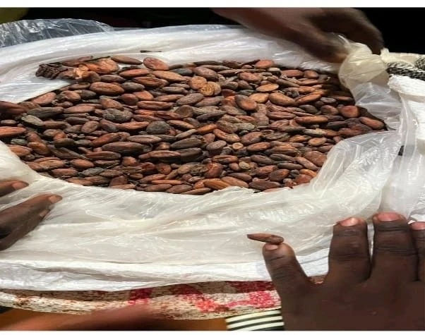NER: 2 Arrested as 118 Bags of Cocoa Are Hidden Under Plantains Nukunya