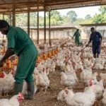Ghana’s $270m poultry deal: Can it reduce chicken imports and deliver 12,000 jobs?