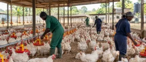 Broiler chickens raised at a commercial poultry farm illustrating Ghana's poultry production industry.